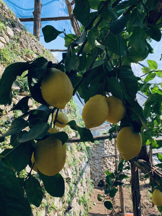 Il Giardino Dorato Βίλα Maiori Εξωτερικό φωτογραφία